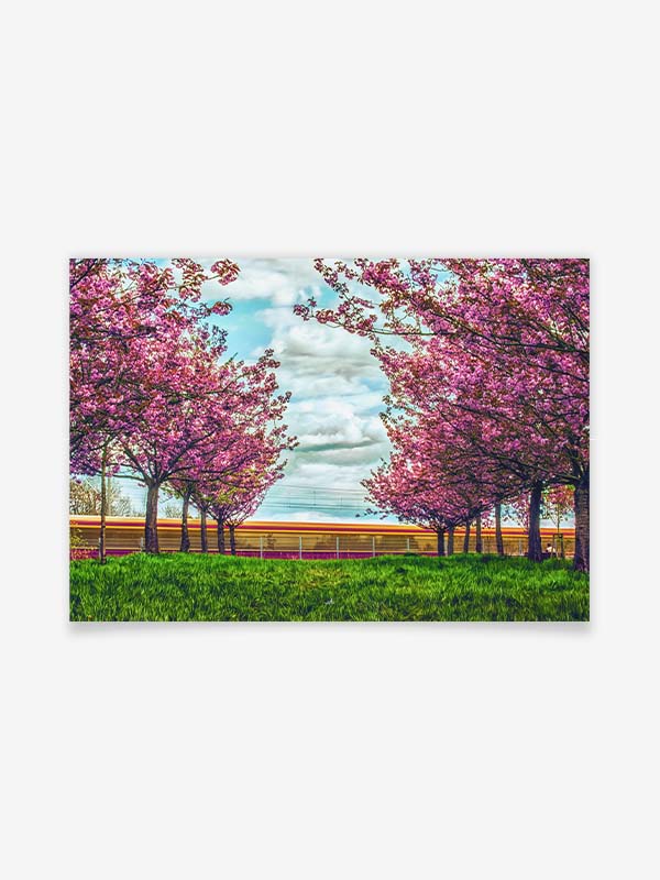 Kirschblüten - Poster by ARTSHOT - Photographic Art