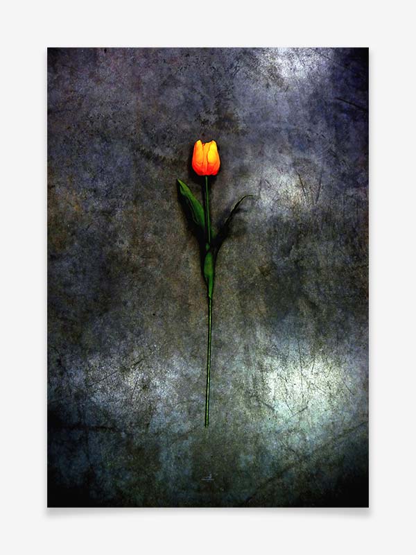 Tulip - Poster by ARTSHOT - Photographic Art