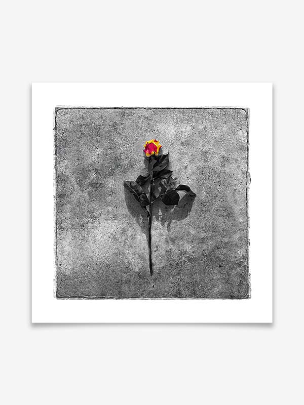 Yellow Rose - Poster by ARTSHOT - Photographic Art