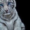 Tiger - Produktbild Zoom by Greyscale
