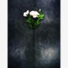 Rosen Produktbild - Poster by ARTSHOT - Photographic Art