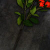 Rote Rosen - Produktbild Zoom by ARTSHOT - Photographic Art