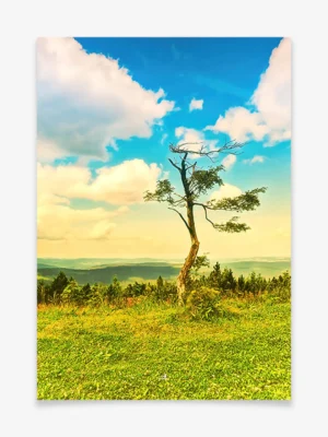 Fichtelberg – Einsamer Baum